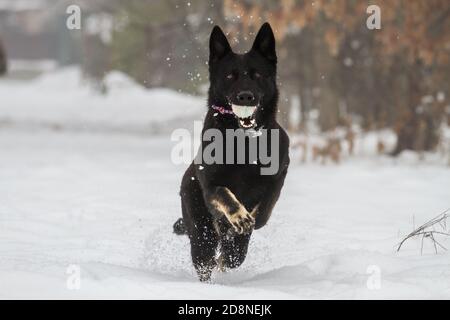 Black German Shepherd Training im Schnee, Italien Stockfoto