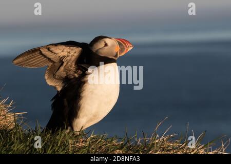 Papageitaucher (Fratercula arctica), Latrabjarg Klippen, Island Stockfoto