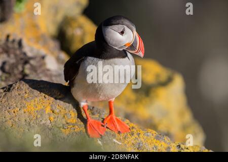 Papageitaucher (Fratercula arctica), Latrabjarg Klippen, Island Stockfoto