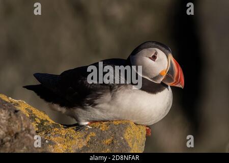 Papageitaucher (Fratercula arctica), Latrabjarg Klippen, Island Stockfoto