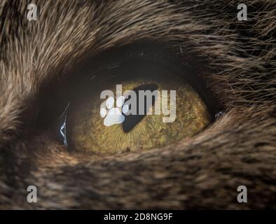 Nahaufnahme eines Katzenauges mit einem Katzenauge in Form eines Pfotenlichts. Stockfoto
