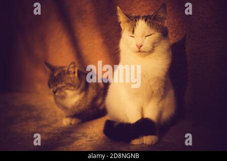 Zwei schöne junge Kitty genießen im Freien auf dem Steinboden in der Nähe des Hauses. Stockfoto