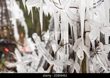 Eisbedeckter Baumzweig im Winter in der Natur. Stockfoto