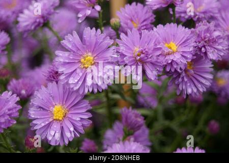 Aster novi-belgii „Fair Lady“ Stockfoto