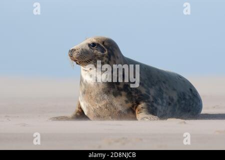 Weibliche atlantische Graurobbe (Halichoerus grypus) am Strand Stockfoto