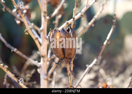 Nahaufnahme der bewährten Flowerblüte einer Soaptree Yucca Pflanze. Stockfoto