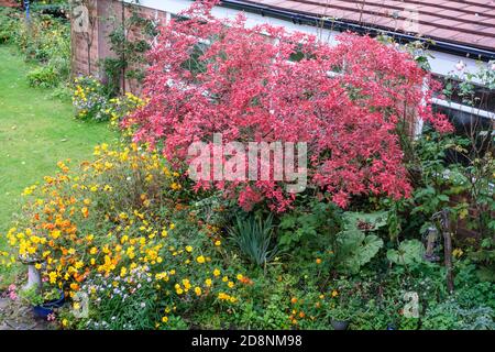 Rote Azaleen und Ringelblumen im Herbst in UK Garten Stockfoto
