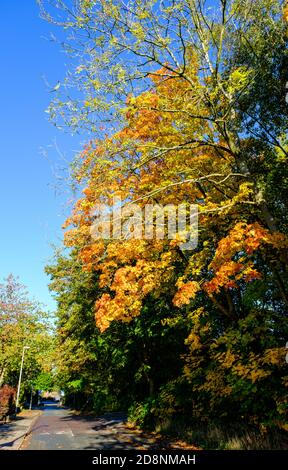 Spektakuläre Herbstfärbung in Bradford Road, Ellesmere Park, Eccles, Salford, Greater Manchester, Großbritannien Stockfoto