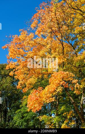 Spektakuläre Herbstfärbung in Bradford Road, Ellesmere Park, Eccles, Salford, Greater Manchester, Großbritannien Stockfoto