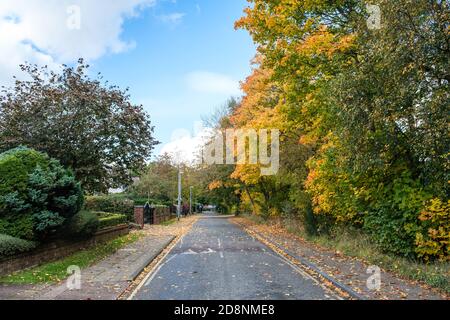 Spektakuläre Herbstfärbung in Bradford Road, Ellesmere Park, Eccles, Salford, Greater Manchester, Großbritannien Stockfoto