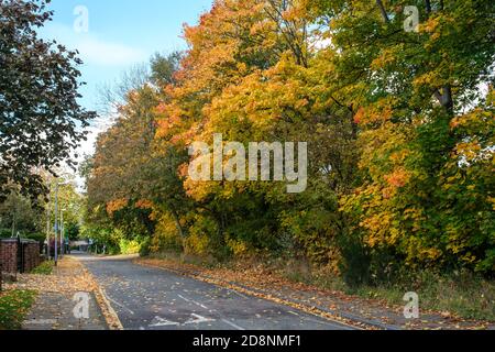 Spektakuläre Herbstfärbung in Bradford Road, Ellesmere Park, Eccles, Salford, Greater Manchester, Großbritannien Stockfoto