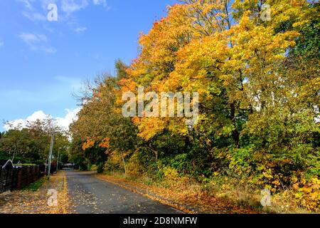 Spektakuläre Herbstfärbung in Bradford Road, Ellesmere Park, Eccles, Salford, Greater Manchester, Großbritannien Stockfoto