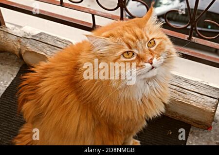 Ginger Katze sitzt auf einem Balkon Stockfoto