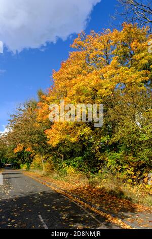 Spektakuläre Herbstfärbung in Bradford Road, Ellesmere Park, Eccles, Salford, Greater Manchester, Großbritannien Stockfoto