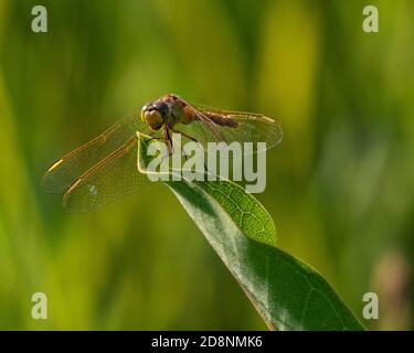 Gelbe Libelle auf Blatt Stockfoto