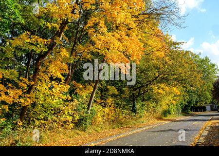 Spektakuläre Herbstfärbung in Bradford Road, Ellesmere Park, Eccles, Salford, Greater Manchester, Großbritannien Stockfoto