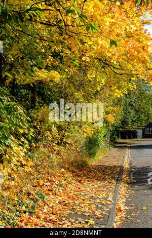 Spektakuläre Herbstfärbung in Bradford Road, Ellesmere Park, Eccles, Salford, Greater Manchester, Großbritannien Stockfoto