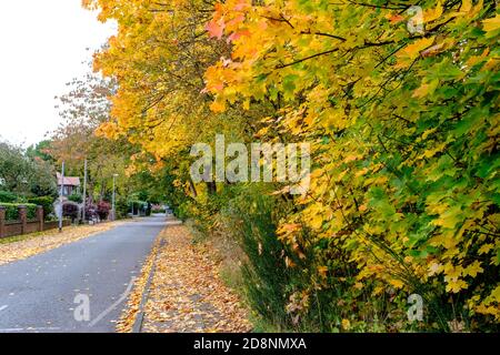 Spektakuläre Herbstfärbung in Bradford Road, Ellesmere Park, Eccles, Salford, Greater Manchester, Großbritannien Stockfoto