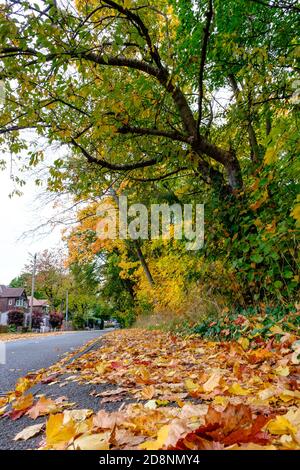Spektakuläre Herbstfärbung in Bradford Road, Ellesmere Park, Eccles, Salford, Greater Manchester, Großbritannien Stockfoto