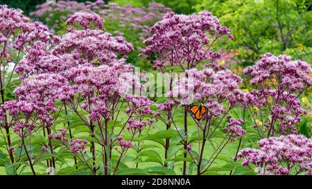 Monarch Butterfly thront und füttert auf Pink Pink Joe Pye Unkrautblumen Stockfoto