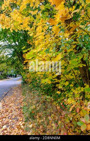 Spektakuläre Herbstfärbung in Bradford Road, Ellesmere Park, Eccles, Salford, Greater Manchester, Großbritannien Stockfoto