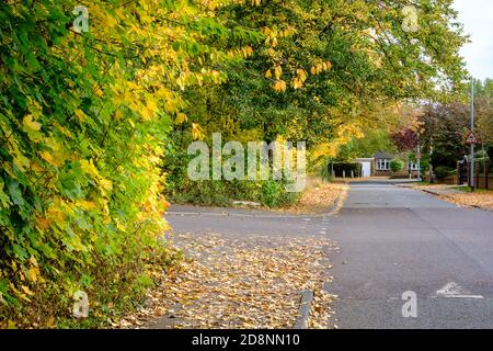 Spektakuläre Herbstfärbung in Bradford Road, Ellesmere Park, Eccles, Salford, Greater Manchester, Großbritannien Stockfoto