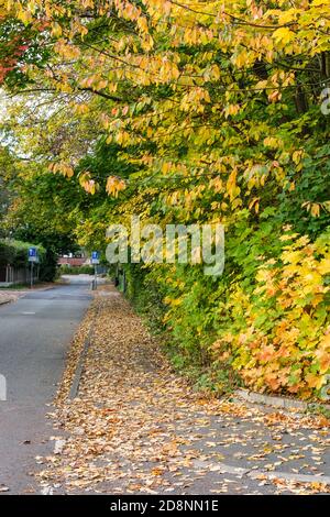 Spektakuläre Herbstfärbung in Bradford Road, Ellesmere Park, Eccles, Salford, Greater Manchester, Großbritannien Stockfoto