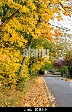 Spektakuläre Herbstfärbung in Bradford Road, Ellesmere Park, Eccles, Salford, Greater Manchester, Großbritannien Stockfoto