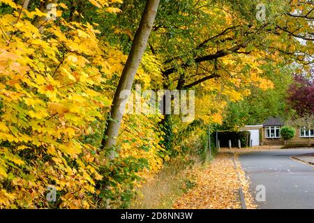 Spektakuläre Herbstfärbung in Bradford Road, Ellesmere Park, Eccles, Salford, Greater Manchester, Großbritannien Stockfoto
