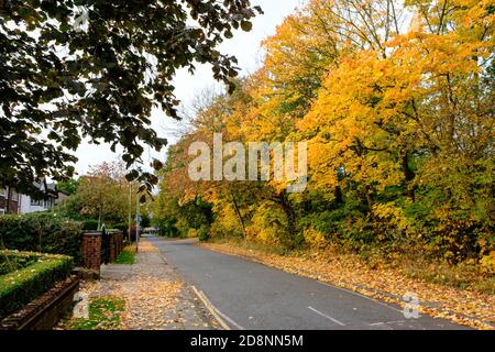 Spektakuläre Herbstfärbung in Bradford Road, Ellesmere Park, Eccles, Salford, Greater Manchester, Großbritannien Stockfoto