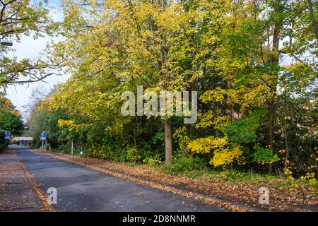 Spektakuläre Herbstfärbung in Bradford Road, Ellesmere Park, Eccles, Salford, Greater Manchester, Großbritannien Stockfoto