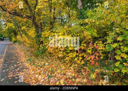 Spektakuläre Herbstfärbung in Bradford Road, Ellesmere Park, Eccles, Salford, Greater Manchester, Großbritannien Stockfoto