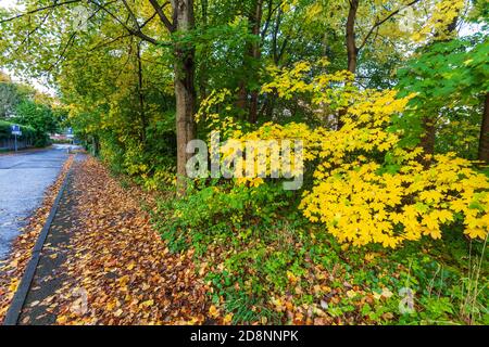 Spektakuläre Herbstfärbung in Bradford Road, Ellesmere Park, Eccles, Salford, Greater Manchester, Großbritannien Stockfoto