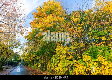 Spektakuläre Herbstfärbung in Bradford Road, Ellesmere Park, Eccles, Salford, Greater Manchester, Großbritannien Stockfoto