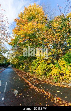 Spektakuläre Herbstfärbung in Bradford Road, Ellesmere Park, Eccles, Salford, Greater Manchester, Großbritannien Stockfoto