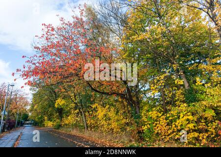 Spektakuläre Herbstfärbung in Bradford Road, Ellesmere Park, Eccles, Salford, Greater Manchester, Großbritannien Stockfoto