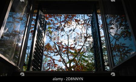 Blick durch das Zimmerfenster auf Sumac Tree - Rhus Glabra 'Smooth Sumach'. Von einem dunklen Raum durch ein offenes Fenster an einem sonnigen Tag. Stockfoto