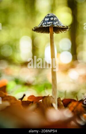 Pilze im Herbst Stockfoto