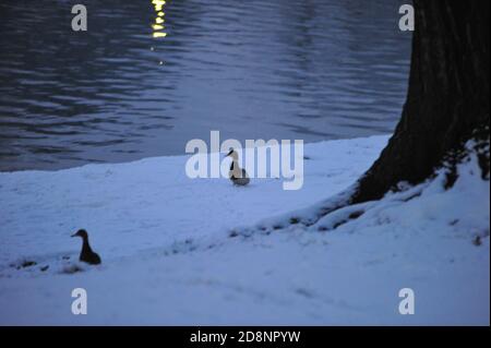 Enten auf den schneebedeckten Ufern des Flusses Po Stockfoto