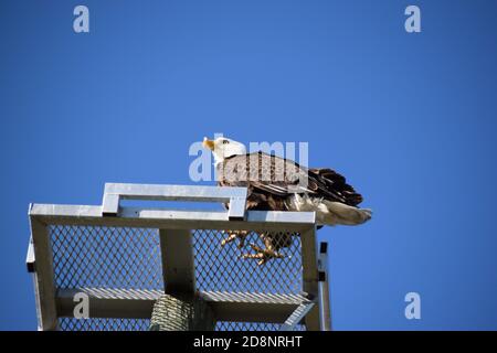 Erfassen Sie einen schönen Weißkopfseeadler, der auf Plattform oben landet, während Sie auf einer Wanderung durch ein Naturschutzgebiet in Südflorida sind. Stockfoto