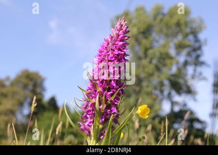 Eine große lila Sumpforchidee und eine Butterblume aus der Nähe und Ein Baum und blauer Himmel im Hintergrund in einem Im Frühling ist das Gras in der holländischen Landschaft nass Stockfoto