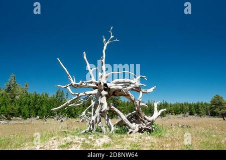 Skulpturale weiße Wurzeln eines toten Baumes auf einem Feld im Yellowstone National Park, Wyoming, USA. Stockfoto