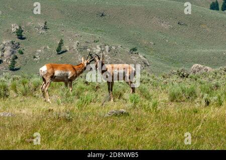 Zwei männliche Pronghorn-Antilocapra americana, die sich im Yellowstone National Park, Wyoming gegenüberstehen. Stockfoto