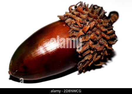 Acorn auf weißem Hintergrund - Makrofotografie Stockfoto