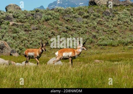 Zwei Stachelhornantilopen, die durch hohes Gras im Yellowstone National Park wandern. Stockfoto