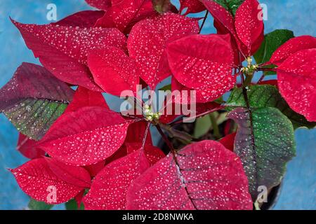 Nahaufnahme der roten Poinsettia Blume mit Wassertröpfchen, Euphorbia pulcherrima, Draufsicht. Stockfoto