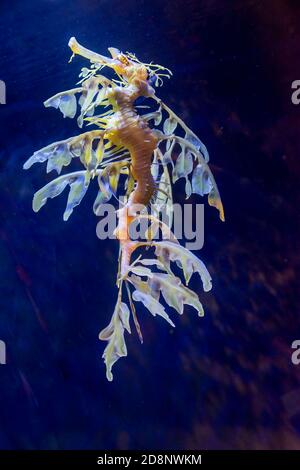 Blättriger Seedrache (Phycodurus eques). Die blattartigen Vorsprünge dienen als Tarnung. Stockfoto