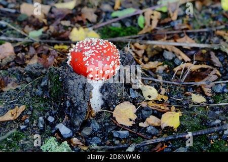 Agarie oder Amanita fliegen (Amanita muscaria) Der rot-weiß gefleckte Pilz ist wohl der ikonischste Toadstool Art Stockfoto