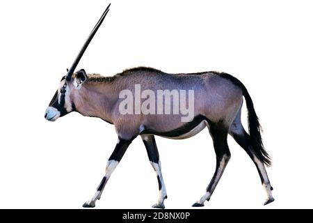 Eine Oryx-Gazel beim Gehen. Isoliert auf weißem Hintergrund. Stockfoto
