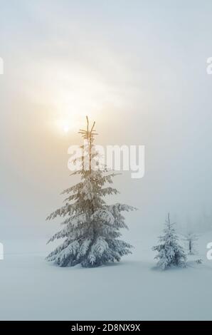 Tannenbäume unter dem Schnee. Blick auf Weihnachten. Fabelhafte Winterlandschaft. Farbtonung Stockfoto